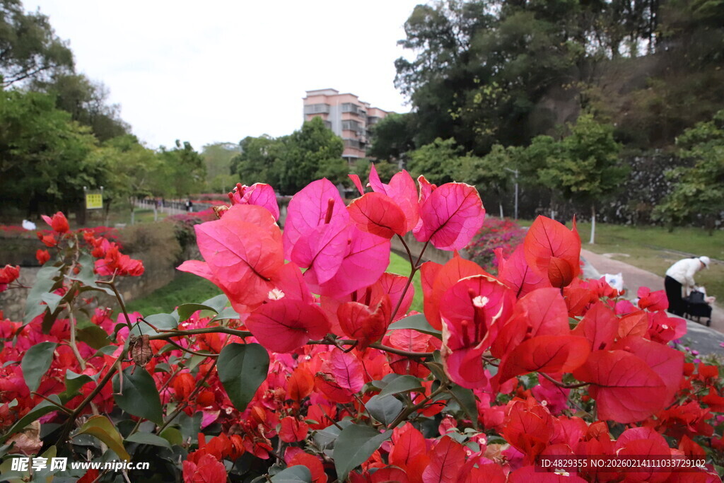 艳丽三角梅绽放于园林