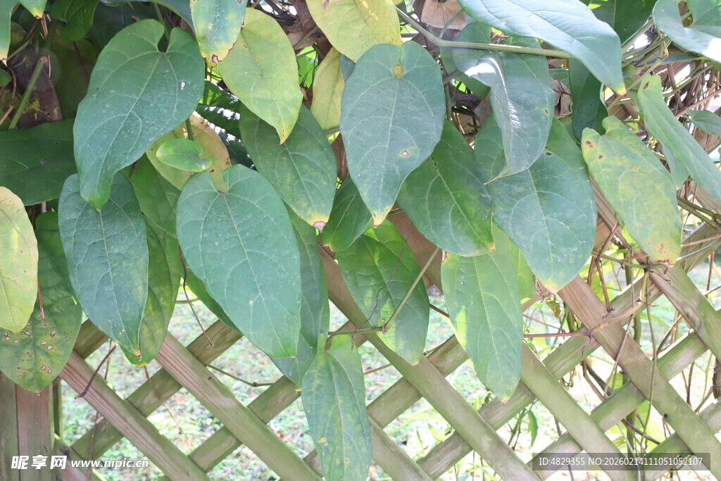 绿叶繁茂的植物攀爬在栅栏上