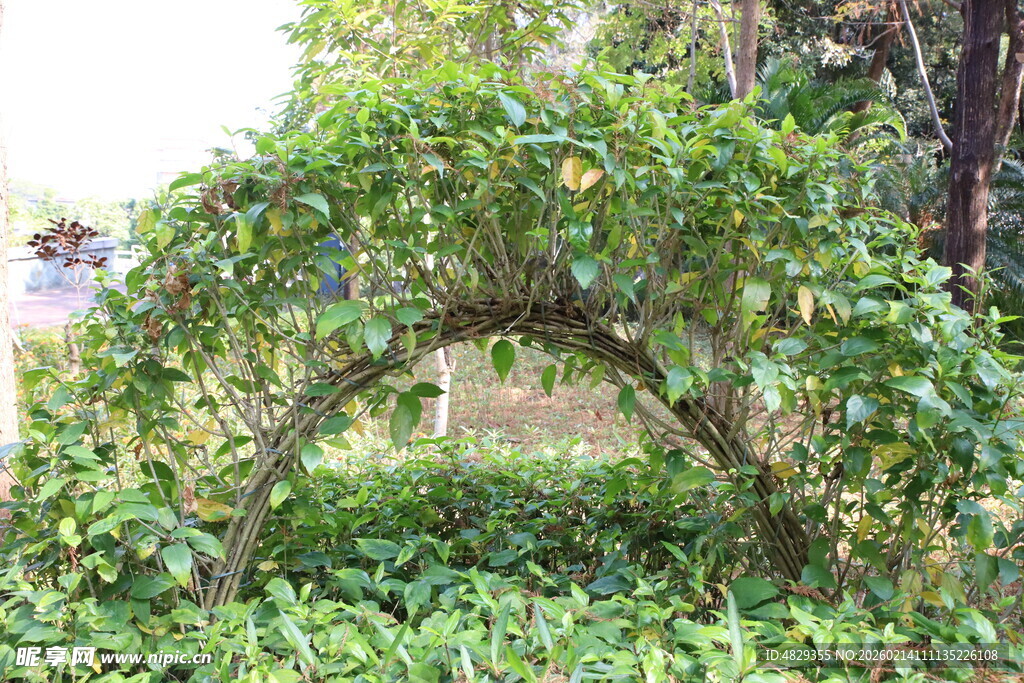 绿植拱架景观