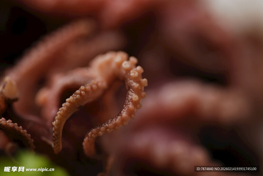 特写 蜷曲的章鱼触手