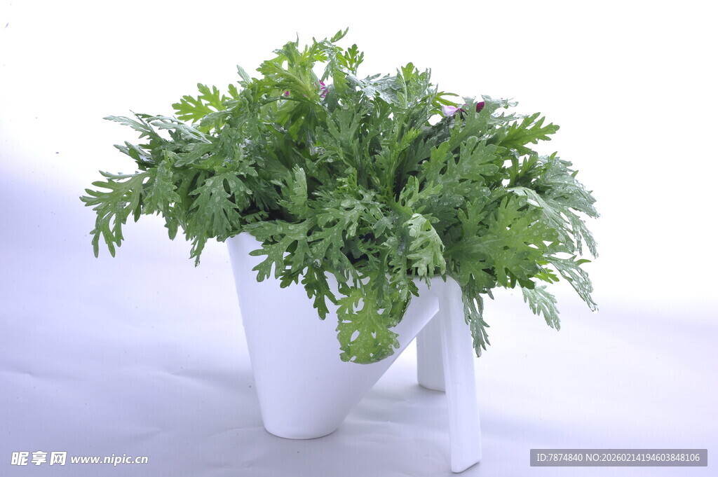 白色花盆中的翠绿植物