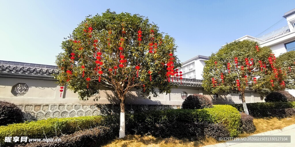 庭院中挂满红灯笼的树