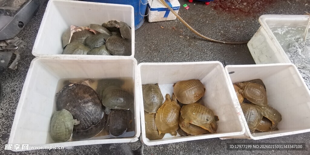 海鲜暂养盒中的多样甲鱼