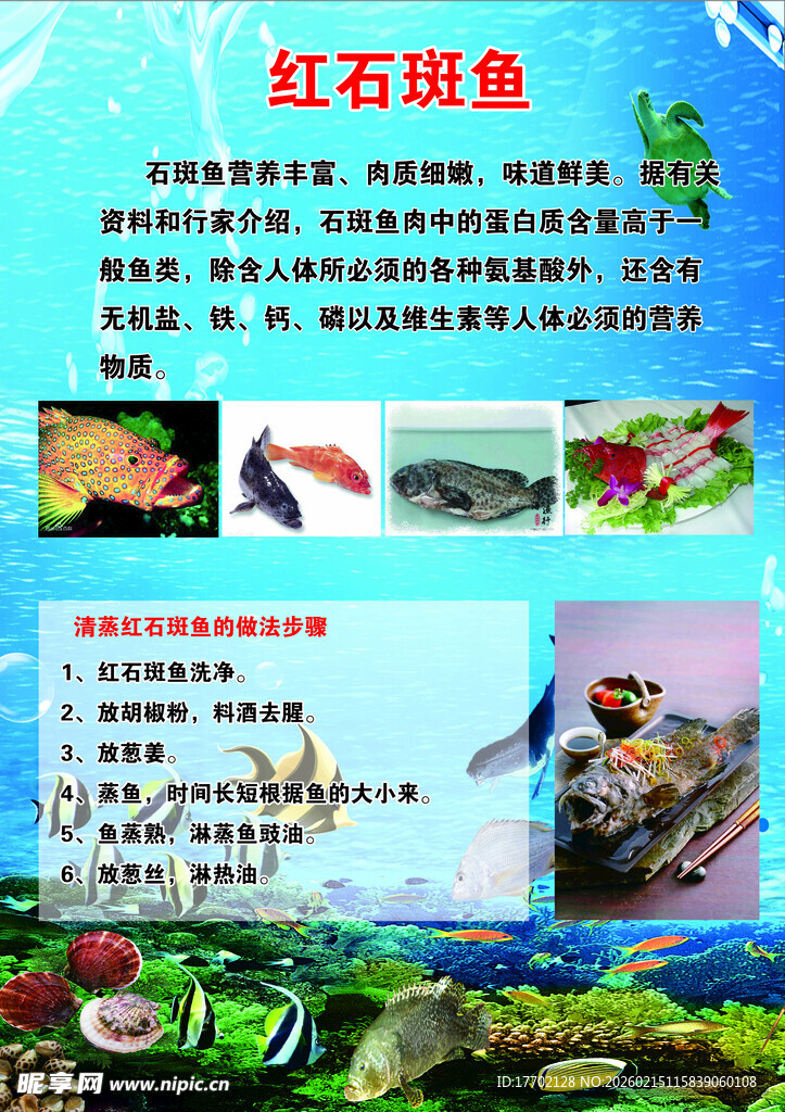 红石斑鱼介绍与图片展示