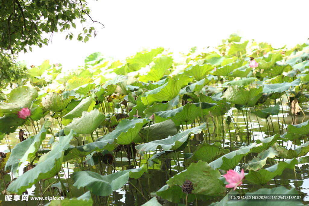 夏日荷塘荷花荷叶美景