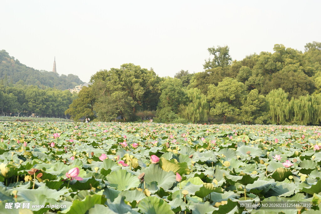 夏日荷塘美景