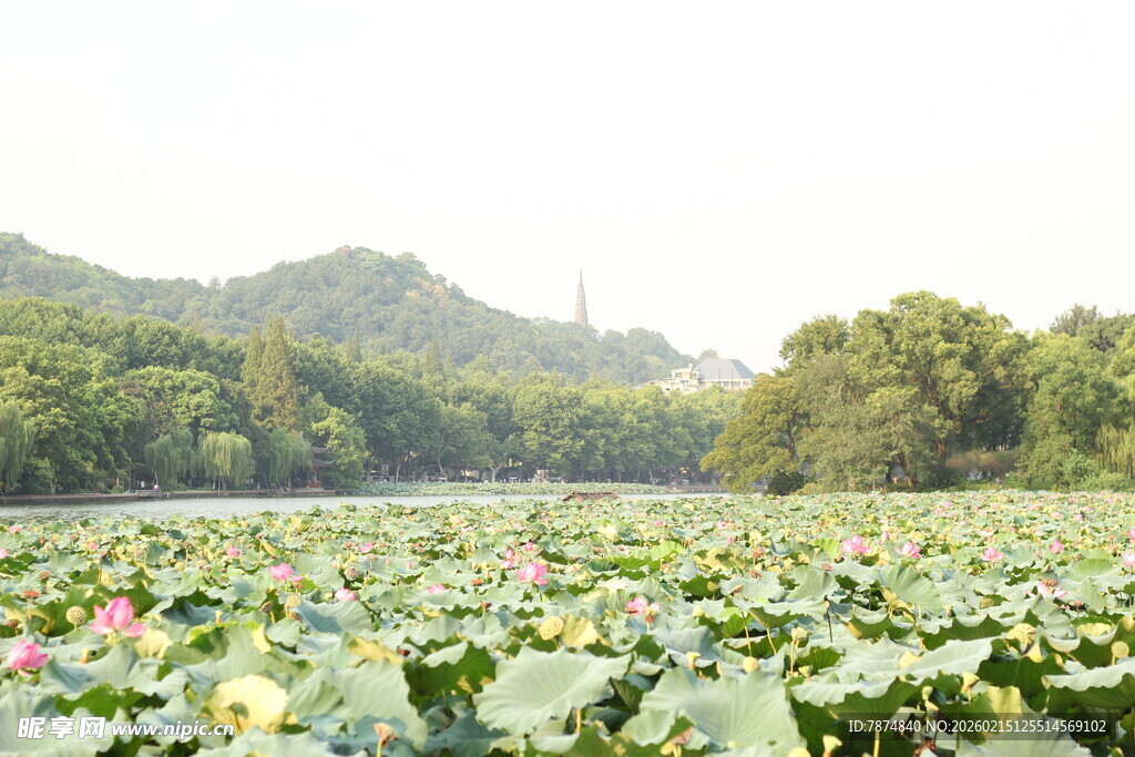 夏日荷塘美景