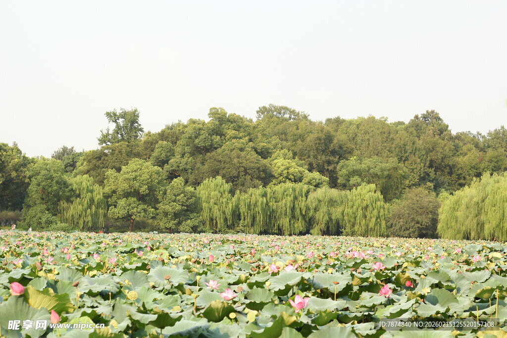 夏日荷塘 绿意盎然的美景