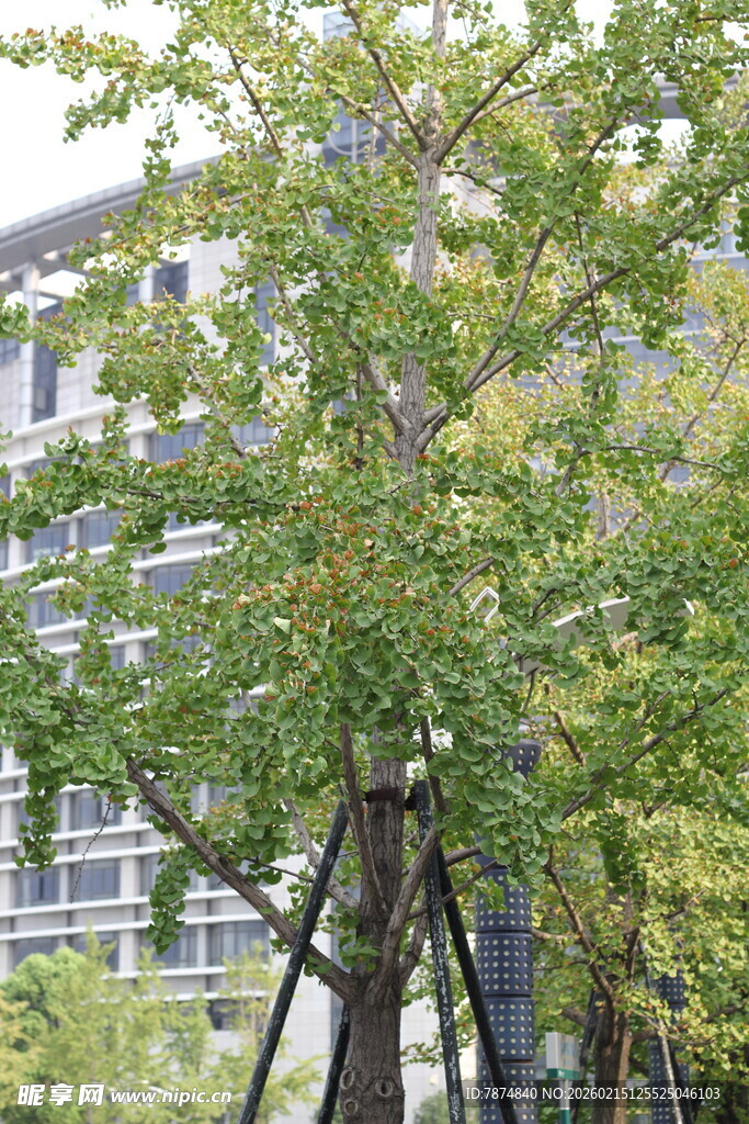 绿树成荫的城市风景