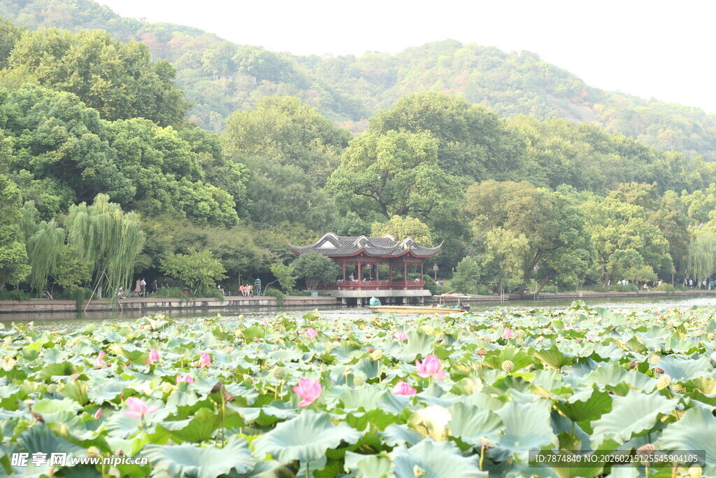 荷塘绿意 山林间的清幽景致