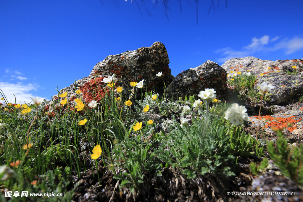 山间绽放的多彩野花