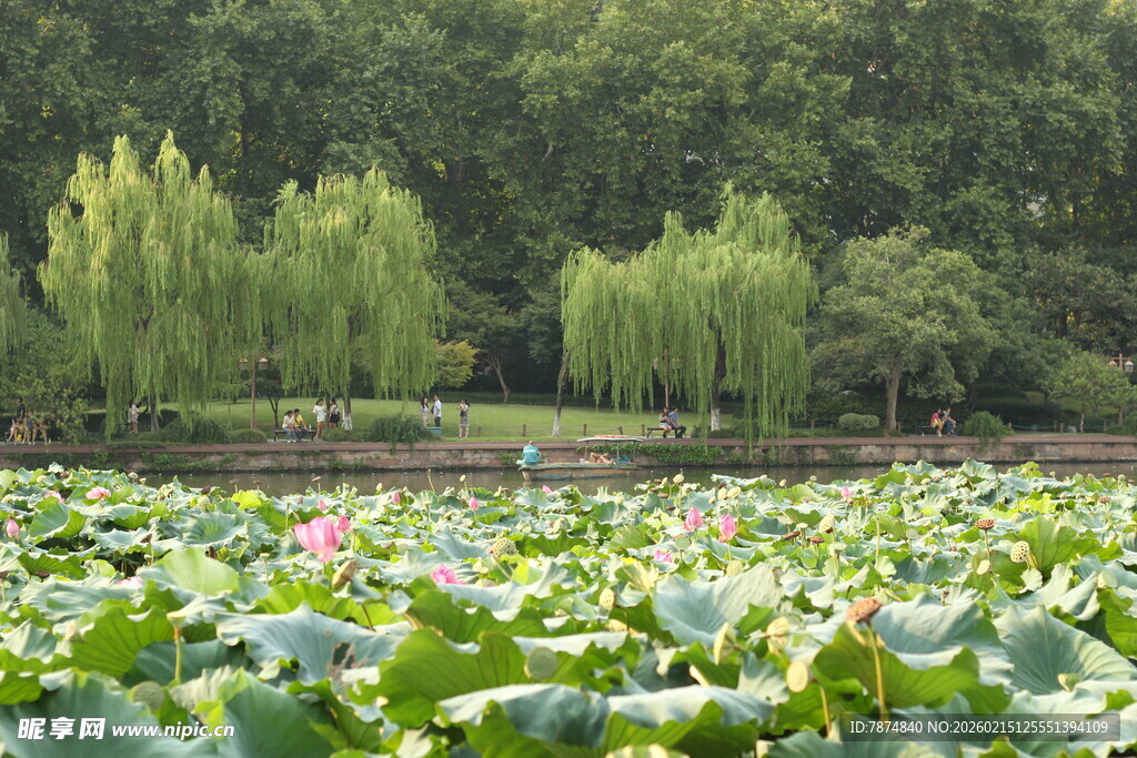 夏日荷塘绿意盎然