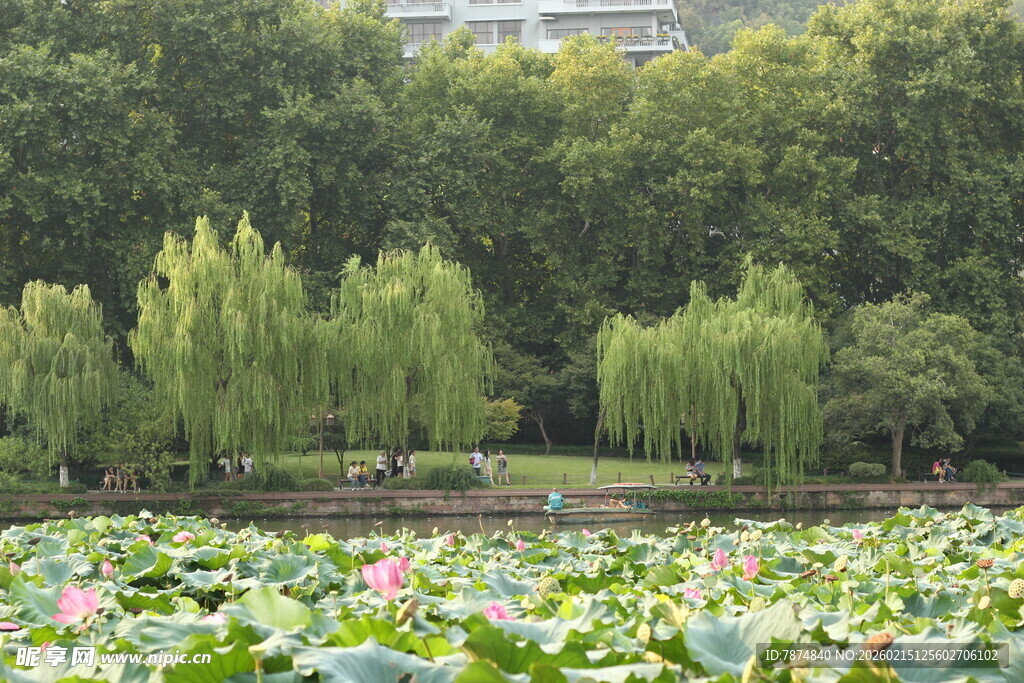 荷塘绿树美景