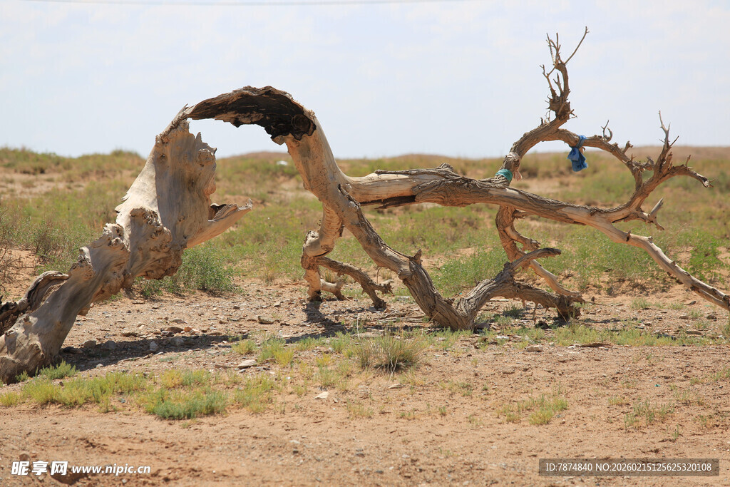 沙漠枯木奇景