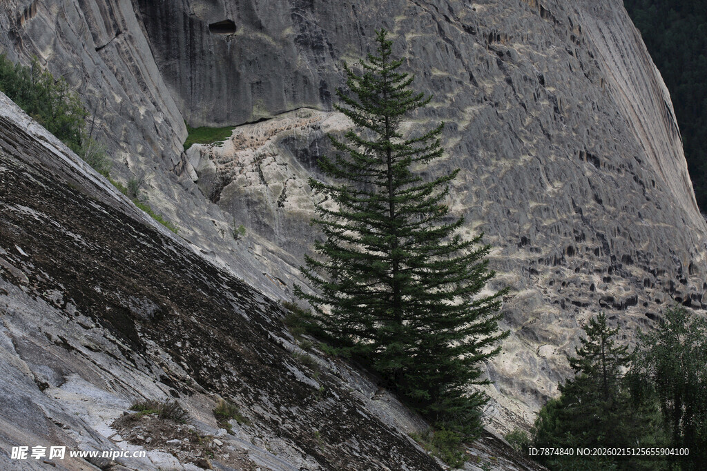 峭壁上的挺拔松树