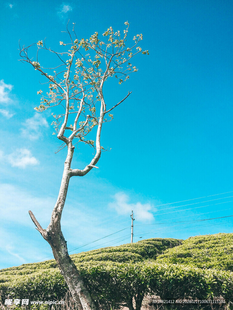 蓝天中孤独挺立的树