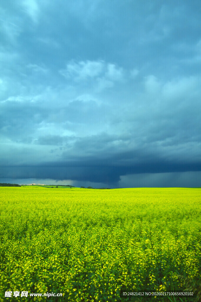 金黄油菜花田与蓝天相映