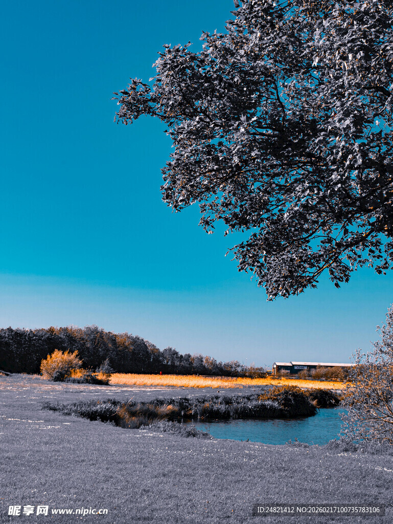 冬日湖畔雪景与繁茂树木
