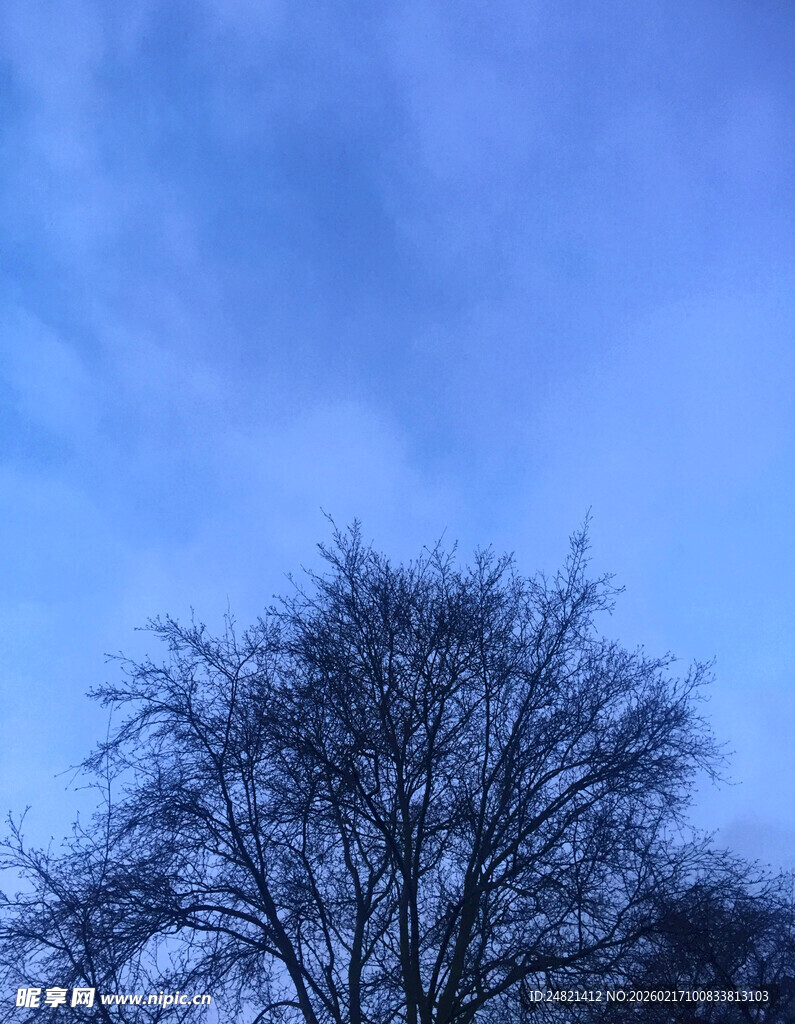 冬日枯树与淡蓝天空