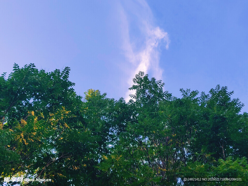 蓝天绿树林间的美丽光影