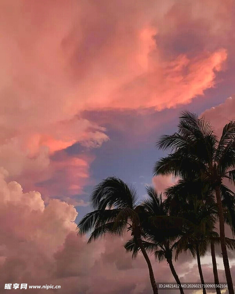 晚霞下的棕榈树美景