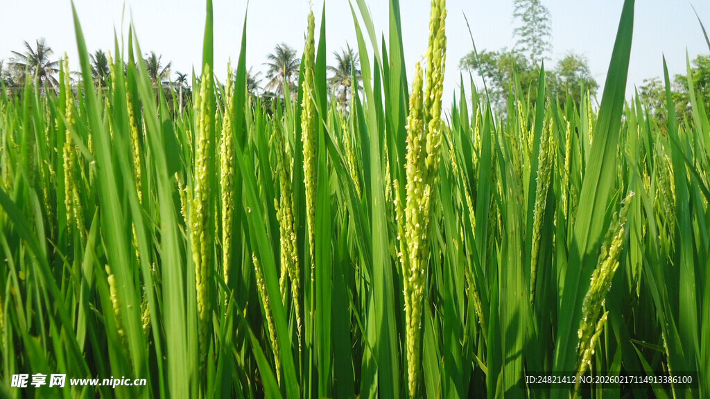 翠绿稻田生机勃勃