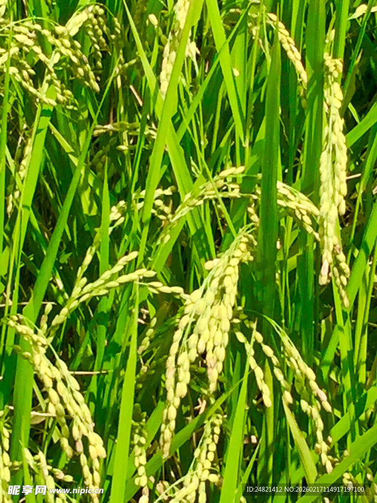 金黄饱满的成熟水稻