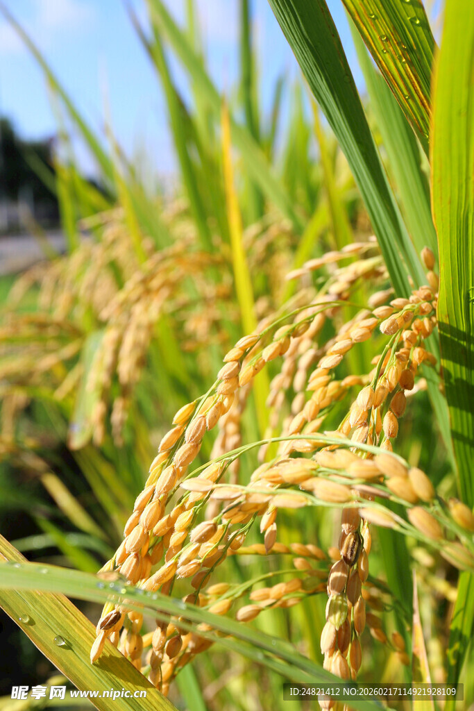金黄饱满的成熟稻穗