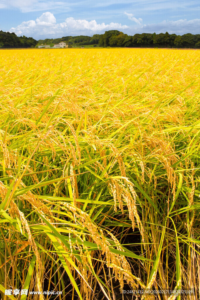 金黄稻田