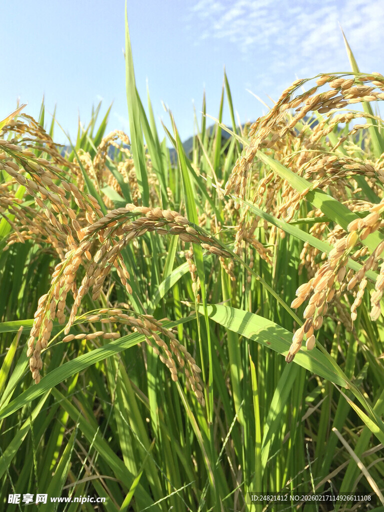 金黄稻穗在田野中摇曳