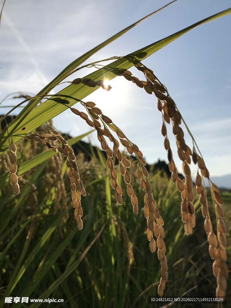 稻穗在阳光下的美丽姿态