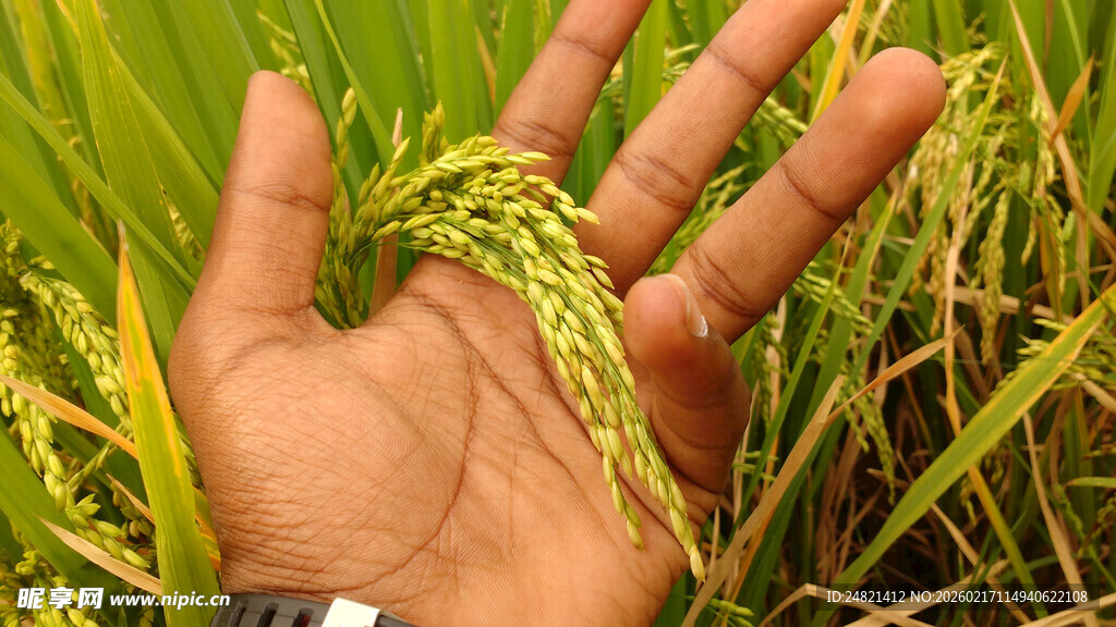 手捧稻穗展现丰收希望