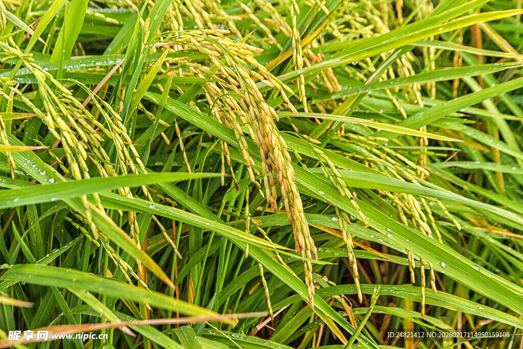 金黄稻穗在绿丛中摇曳