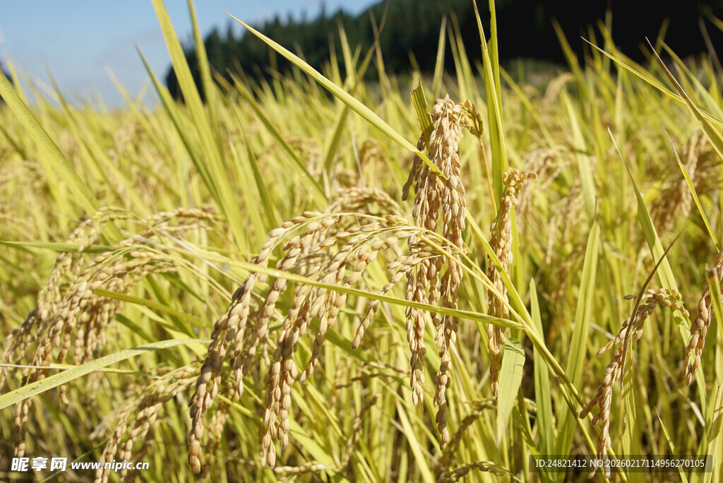金黄稻田醉人的丰收景象