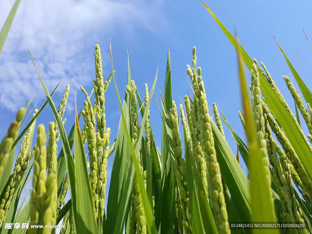 稻穗在蓝天映衬下生机勃勃