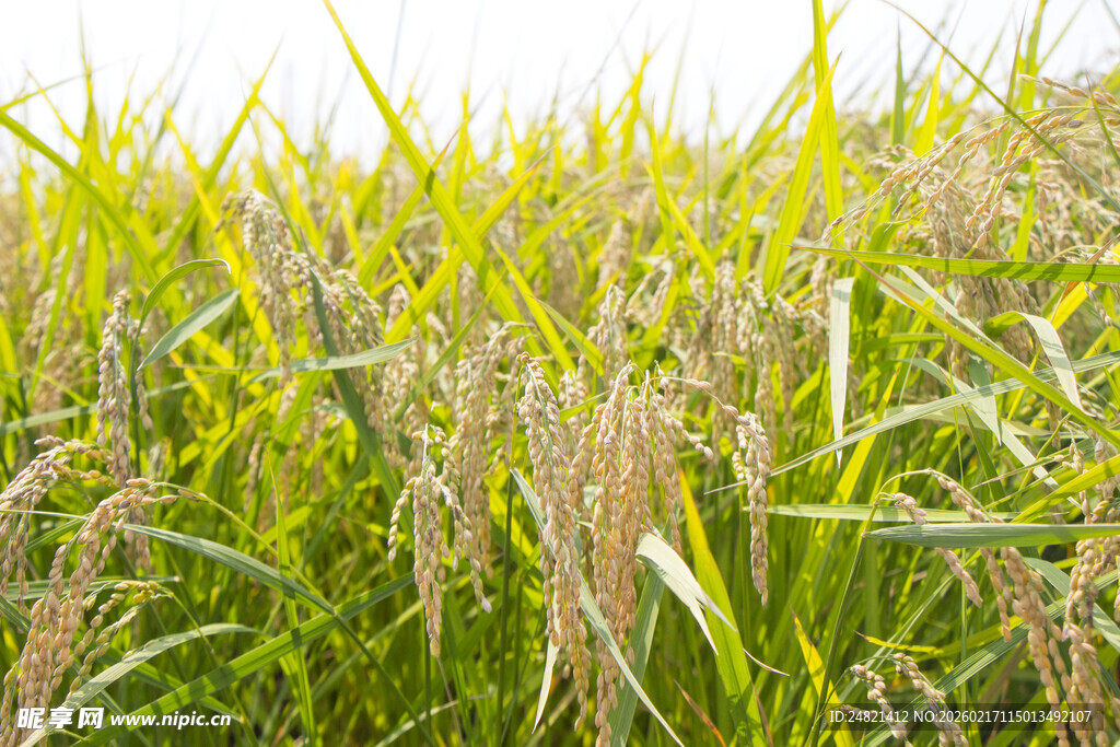 金黄稻田中的成熟稻穗