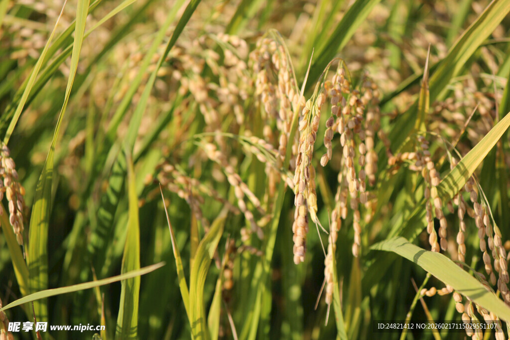 金黄稻穗