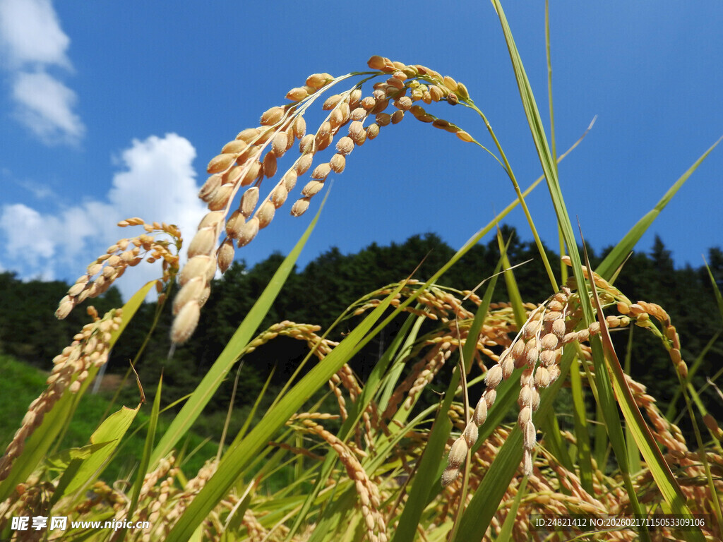 金黄稻穗映蓝天