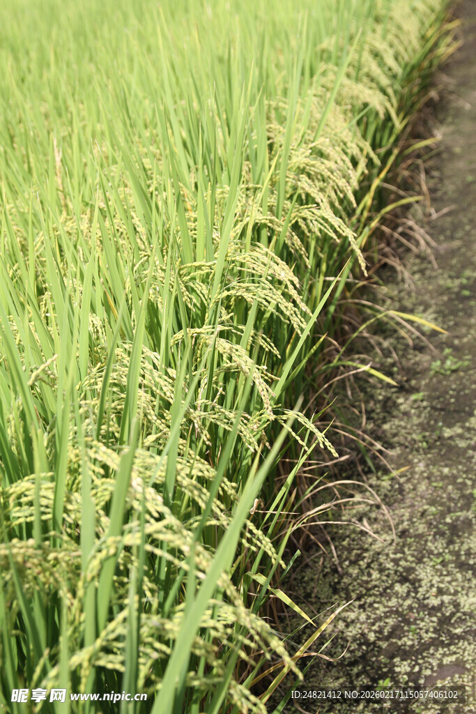 翠绿稻田间的田埂小路