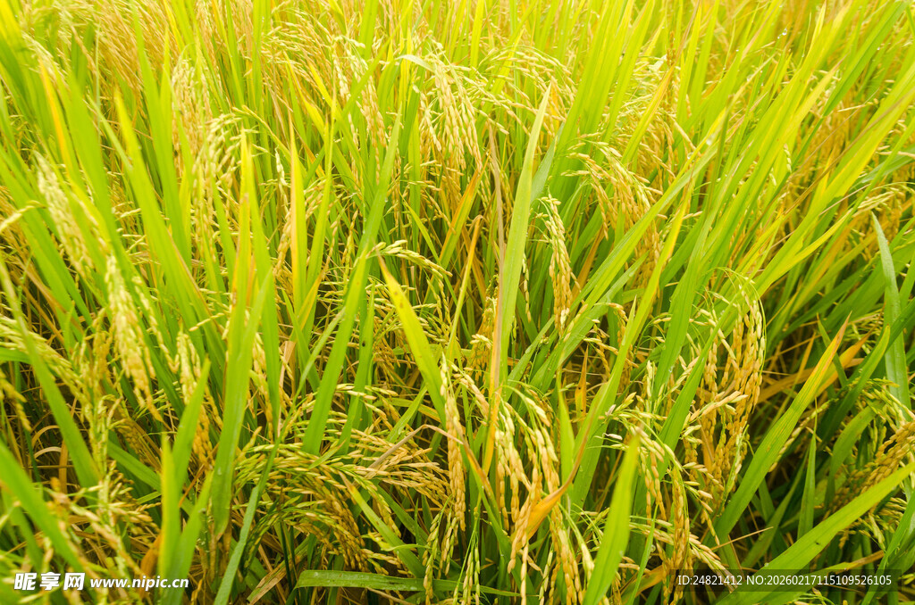 金黄稻田展现丰收景象