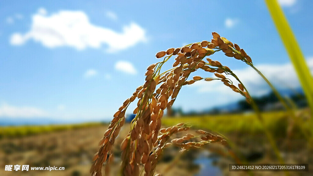 金黄稻穗在田野蓝天之下