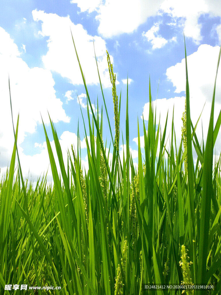 翠绿草地与蓝天白云