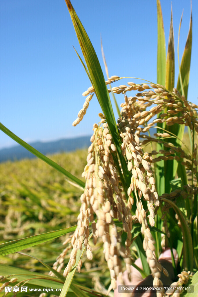 金黄稻穗