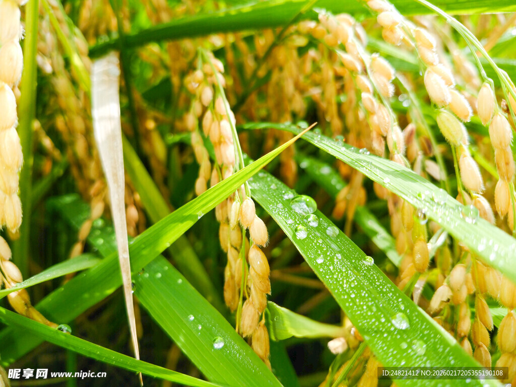 稻穗上的晶莹水珠