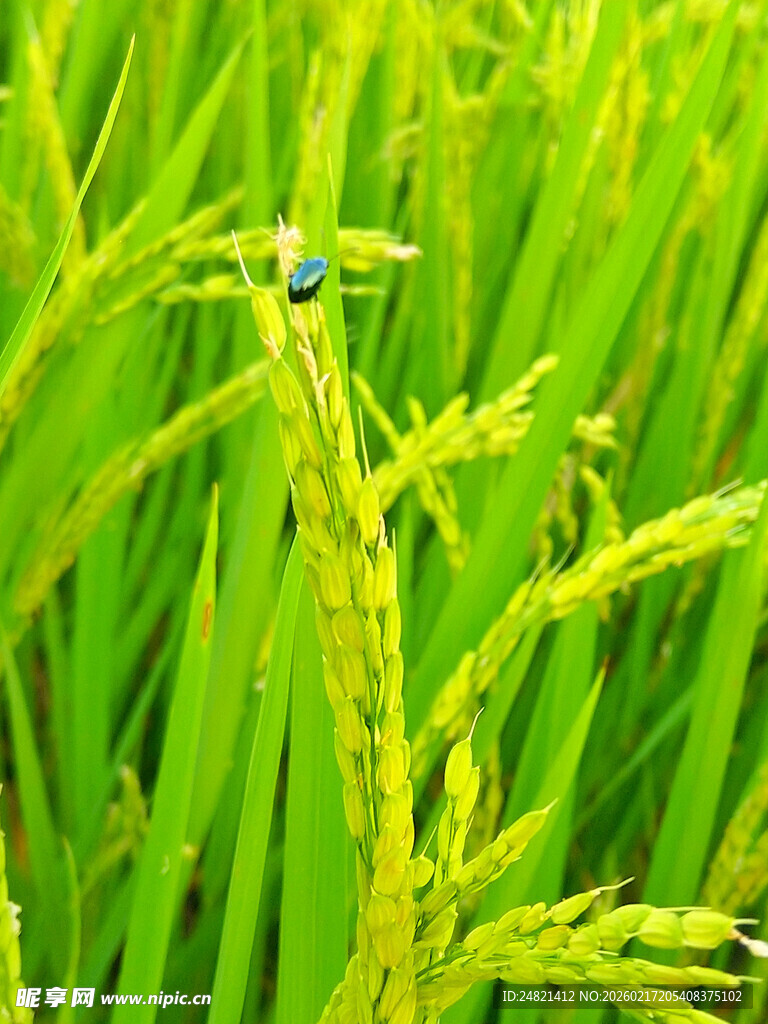 绿稻上的蜻蜓