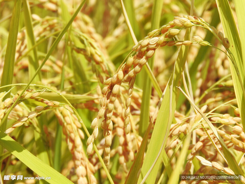 金黄饱满的成熟稻穗