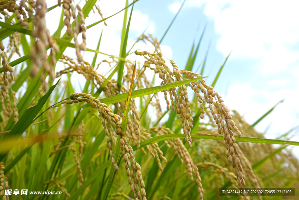 金黄稻穗在蓝天映衬下