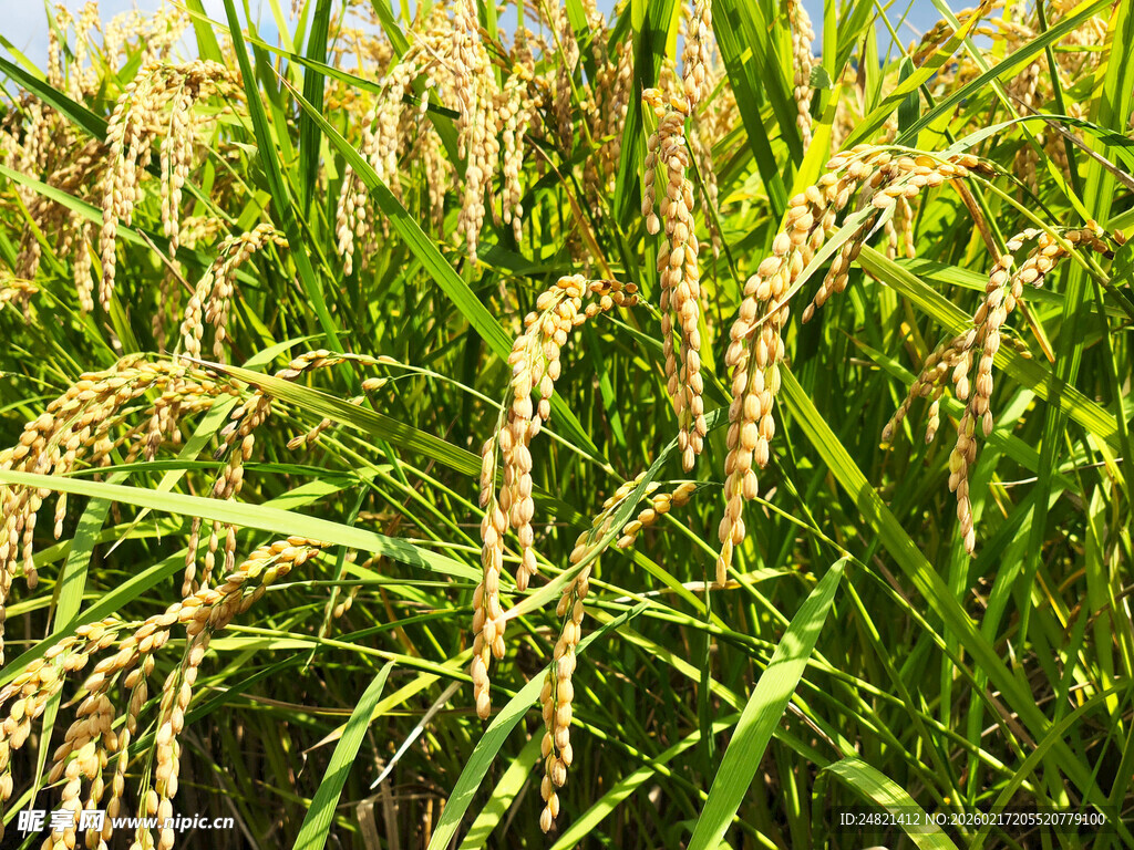 金黄稻穗