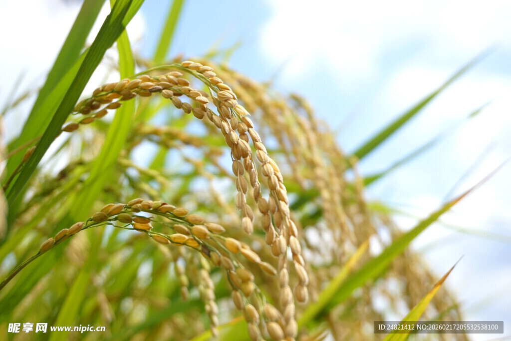 金黄稻穗