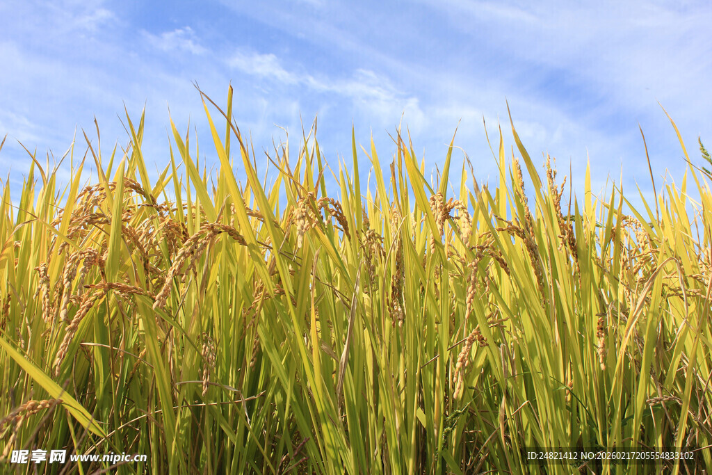 金黄稻田与蓝天相映成趣